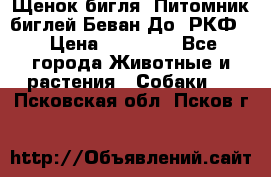 Щенок бигля. Питомник биглей Беван-До (РКФ) › Цена ­ 20 000 - Все города Животные и растения » Собаки   . Псковская обл.,Псков г.